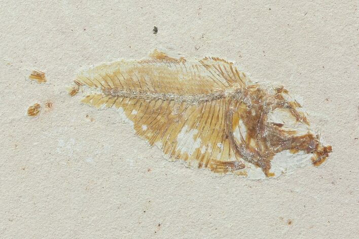 Cretaceous Fossil Fish (Armigatus) - Lebanon #77123